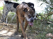 PRADA, Hund, Boxer in Italien - Bild 14