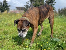 PRADA, Hund, Boxer in Italien - Bild 2