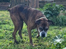 PRADA, Hund, Boxer in Italien - Bild 3