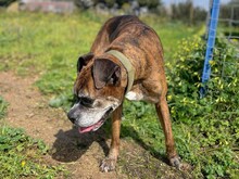 PRADA, Hund, Boxer in Italien - Bild 4