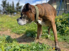 PRADA, Hund, Boxer in Italien - Bild 5