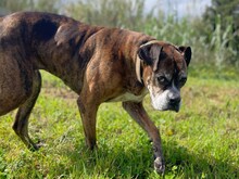 PRADA, Hund, Boxer in Italien - Bild 6