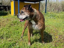 PRADA, Hund, Boxer in Italien - Bild 7