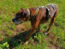 PRADA, Hund, Boxer in Italien - Bild 8