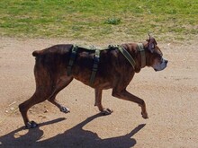 PRADA, Hund, Boxer in Italien - Bild 9