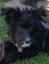 OREO, Hund, Mischling (Spanischer Wasserhund) in Eicklingen