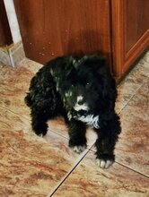 OREO, Hund, Spanischer Wasserhund-Mix in Eicklingen - Bild 10