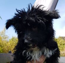 OREO, Hund, Spanischer Wasserhund-Mix in Eicklingen - Bild 11