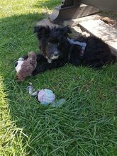 OREO, Hund, Spanischer Wasserhund-Mix in Eicklingen - Bild 2