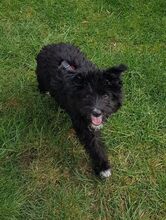 OREO, Hund, Spanischer Wasserhund-Mix in Eicklingen - Bild 4