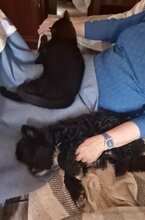 OREO, Hund, Spanischer Wasserhund-Mix in Eicklingen - Bild 5