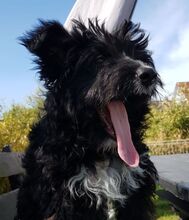 OREO, Hund, Spanischer Wasserhund-Mix in Eicklingen - Bild 6