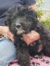 OREO, Hund, Spanischer Wasserhund-Mix in Eicklingen - Bild 7