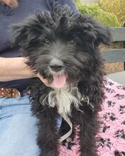 OREO, Hund, Spanischer Wasserhund-Mix in Eicklingen - Bild 8