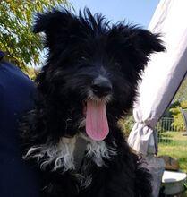 OREO, Hund, Spanischer Wasserhund-Mix in Eicklingen - Bild 9