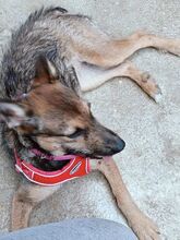 LLUVIA, Hund, Mischlingshund in Spanien - Bild 10
