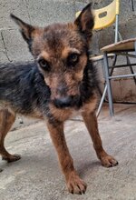 LLUVIA, Hund, Mischlingshund in Spanien - Bild 8