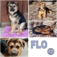 FLO, Hund, Mischlingshund in Schöntal - Bild 2