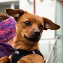 LISA, Hund, Mischlingshund in Hamburg