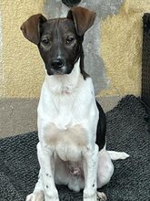 BÖMMI, Hund, Mischlingshund in Berlin - Bild 1
