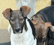 BÖMMI, Hund, Mischlingshund in Berlin - Bild 2