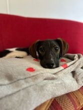 BÖMMI, Hund, Mischlingshund in Berlin - Bild 3