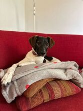 BÖMMI, Hund, Mischlingshund in Berlin - Bild 4