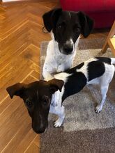 BÖMMI, Hund, Mischlingshund in Berlin - Bild 5