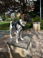 BÖMMI, Hund, Mischlingshund in Berlin - Bild 6