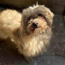 MARDI, Hund, Mischlingshund in Ungarn - Bild 5