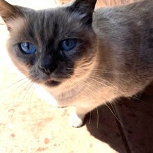 TATTARI, Katze, Siamkatze in Bellheim - Bild 2