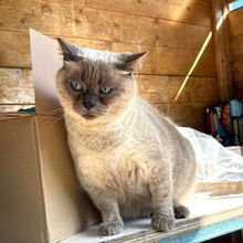 TATTARI, Katze, Siamkatze in Bellheim - Bild 3