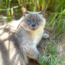 TATTARI, Katze, Siamkatze in Bellheim - Bild 4