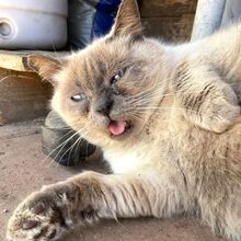 TATTARI, Katze, Siamkatze in Bellheim - Bild 7