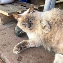 TATTARI, Katze, Siamkatze in Bellheim - Bild 8