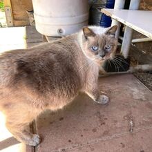 TATTARI, Katze, Siamkatze in Bellheim - Bild 9