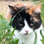 KIM, Katze, Europäisch Kurzhaar in Bellheim