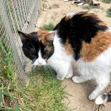 KIM, Katze, Europäisch Kurzhaar in Bellheim - Bild 10