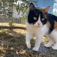 KIM, Katze, Europäisch Kurzhaar in Bellheim - Bild 11