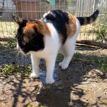KIM, Katze, Europäisch Kurzhaar in Bellheim - Bild 12