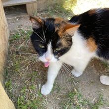 KIM, Katze, Europäisch Kurzhaar in Bellheim - Bild 13
