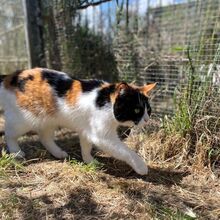 KIM, Katze, Europäisch Kurzhaar in Bellheim - Bild 14