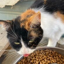 KIM, Katze, Europäisch Kurzhaar in Bellheim - Bild 15