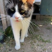 KIM, Katze, Europäisch Kurzhaar in Bellheim - Bild 16