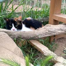 KIM, Katze, Europäisch Kurzhaar in Bellheim - Bild 3