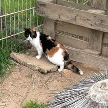 KIM, Katze, Europäisch Kurzhaar in Bellheim - Bild 4