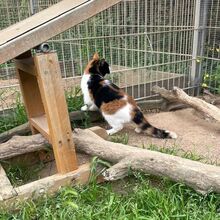 KIM, Katze, Europäisch Kurzhaar in Bellheim - Bild 5