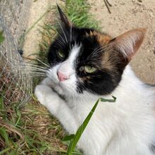 KIM, Katze, Europäisch Kurzhaar in Bellheim - Bild 6