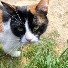 KIM, Katze, Europäisch Kurzhaar in Bellheim - Bild 7