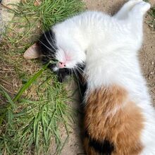 KIM, Katze, Europäisch Kurzhaar in Bellheim - Bild 8